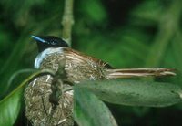 Seychelles Paradise-Flycatcher - Terpsiphone corvina