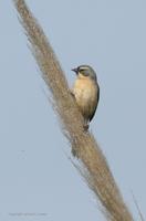 *NEW* Long-tailed Reedfinch