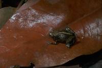 : Cophixalus infacetus; Inelegant Frog