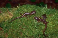 : Ensatina eschscholtzii oregonensis; Ensatina Salamander