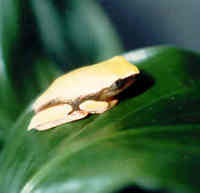 : Phrynomedusa marginata