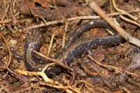: Plethodon hubrichti; Peaks Of Otter Salamander