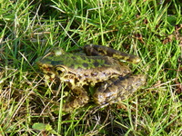 : Rana andersonii; Yunnan Odorous Frog