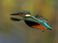 : Alcedo atthis; European Kingfisher