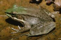 : Rana vaillanti; Vaillant's Frog