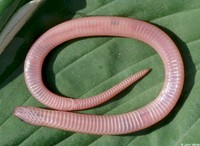 : Carphophis amoenus amoenus; Eastern Worm Snake (ventral View)