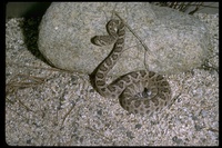 : Crotalus catalinensis; Rattleless Rattlesnake