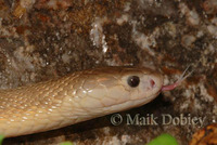 : Naja kaouthia; Monocled Cobra