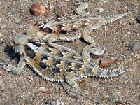 : Phrynosoma coronatum; Coast Horned Lizard