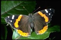 : Vanessa atalanta; Red Admiral Butterfly