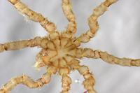 : Tanystylum californicum; Sea Spider