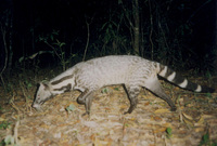 사향고양이 Viverra zibetha Large Indian Civet