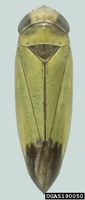 Nephotettix cincticeps