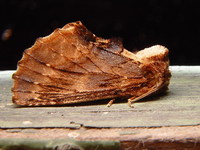 Ptilodon capucina - Coxcomb Prominent
