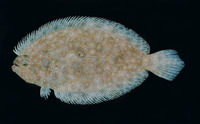 Pseudorhombus arsius, Largetooth flounder: fisheries, gamefish