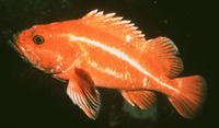 Sebastes ruberrimus, Yelloweye rockfish: fisheries, gamefish, aquarium