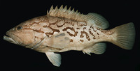Epinephelus tuamotuensis, Reticulate grouper: fisheries