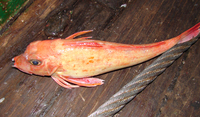 Chelidonichthys queketti, Lesser gurnard: fisheries