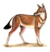 Image of: Canis simensis (Simian jackal)
