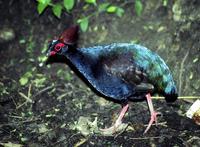 Rollulus rouloul - Crested Partridge