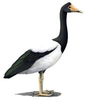 Image of: Anseranas semipalmata (magpie goose)