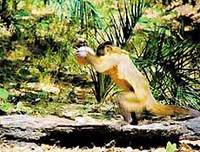 Macaco-prego (Cebus libidinosus) se prepara para golpear coquinho com pedra em Gilbués