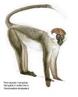 Red-capped mangabey