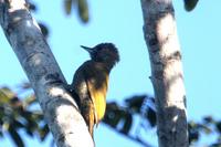 Little  woodpecker   -   Veniliornis  passerinus   -   Picchio  minore