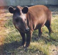 Anta(Tapirus terrestris):É mamífero, tem