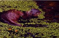 Eurasian otter (Lutra lutra) photograph by Wendy Jones