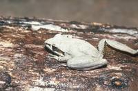 : Litoria latopalmata; Broad-palmed Frog