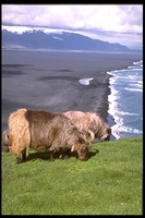 : Ovis aries; Icelandic Sheep