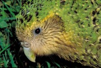 : Strigops habroptilus; Kakapo