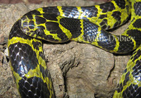 : Dinodon flavozonatum; Big-tooth Snake