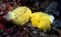 : Anisodoris nobilis; Pacific Sea-lemon