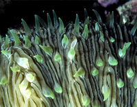 : Fungia scutaria; Mushroom Coral
