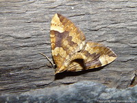 Eulithis populata - Northern Spinach
