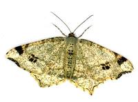 Macaria notata - Peacock Moth