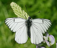 Aporia crataegi - Black-veined White