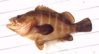 Acanthistius brasilianus, Sea bass: fisheries