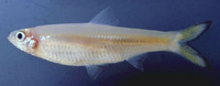 Clupeoides borneensis, Borneo river sprat: fisheries