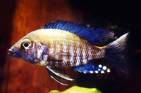 Aulonocara ethelwynnae, Chitande aulonocara: aquarium