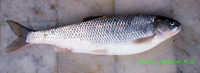 Rutilus frisii, Kutum: fisheries, aquaculture