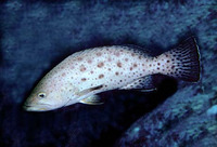 Mycteroperca prionura, Sawtail grouper: fisheries
