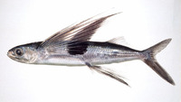 Cheilopogon doederleinii, : fisheries