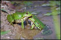 Rana esculenta - Edible Frog