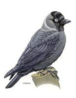 Image of: Corvus monedula (Eurasian jackdaw)