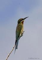 Image of: Merops philippinus (blue-tailed bee-eater)