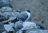 Snow Pigeon - Columba leuconota