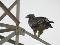 Imperial Eagle - Aquila heliaca